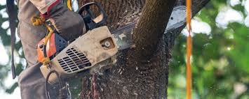 Best Arborist Consultation Services  in Appalachia, VA