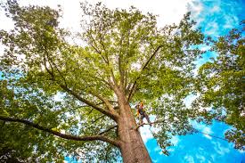 Best Tree Mulching  in Appalachia, VA