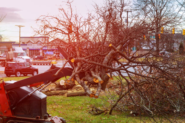 How Our Tree Care Process Works  in  Appalachia, VA