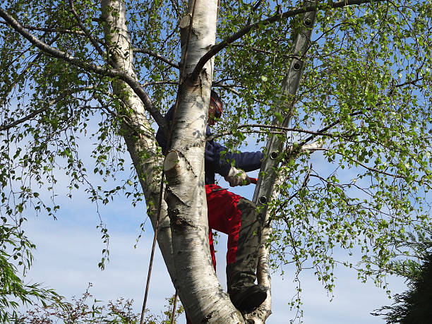 Best Tree Preservation Services  in Appalachia, VA